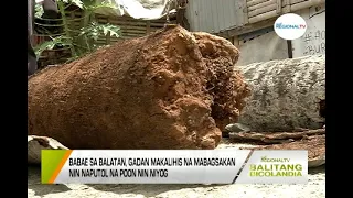 Balitang Bicolandia: Nabagsakan nin puon nin niyog