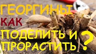 Георгины весной. Как разделить георгины весной? Когда и как проращивать клубни георгинов?