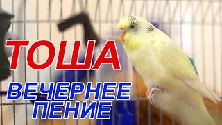 Веселое пение волнистого попугая Тоши //Singing wavy parrot