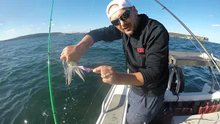 Squid Fishing Sydney Harbour