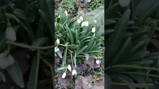 Уроки природолюбования. Подснежник