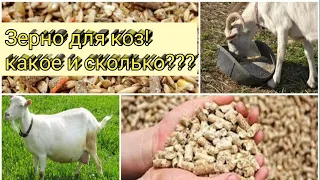 Зерно для коз! какое и сколько???