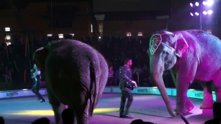 Elephants At The Garden Bros Circus Doing Balance Tricks And Spinning Around