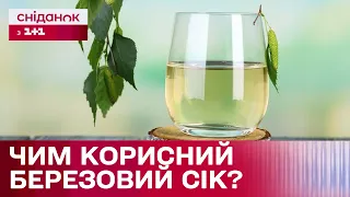 Чи шкодить деревам збирання березового соку і чим корисний цей напій?