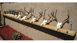 HOW TO CLEAN A DEER  SKULL EASY PROFESSIONAL METHOD