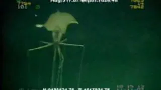 Magnapinna Squid vs. Shell Oil