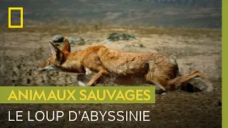 L'approche discrète du loup d'Abyssinie pour surprendre un rat-taupe géant