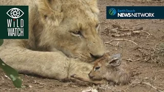 Lion plays with antelope prey