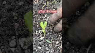 Planting ampalaya/bitter gourd #shorts #timelapse #ampalaya #bittergourd #bittermelon