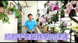 給新手養蝴蝶蘭的建議【2020/06/07】