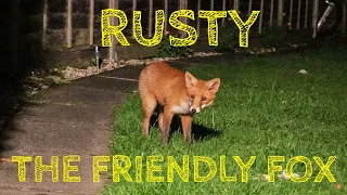 Rusty the Friendly Fox