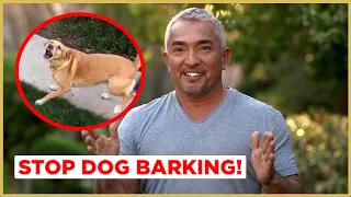 How to Stop Dog Barking! | Cesar 911