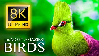 The Most Amazing BIRDS in the World 8K ULTRA HD - Relaxing Music and Nature Sounds 8K TV