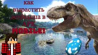 Как вырастить детёныша в АРК MOBILE?