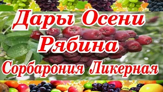 #ДарыОсени#РябинаСорбаронияЛикерная#Полезные свойства и заготовка видео обзор