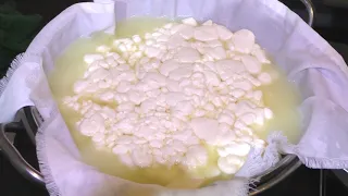 Молочные закваски БакЗдрав. Рецепт приготовления сыра Кочетта.