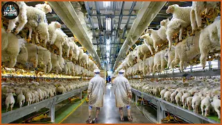 How Farmers Raise Millions Of Sheep - Sheep Farm | Sheep Processing Factory