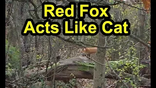 Red Fox Acts Like a Cat - Climbs a Dead Fall Tree