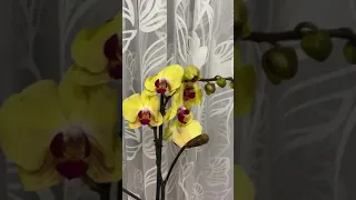 Орхидея Голден Бьюти