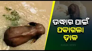 Elephant Stuck Near Mundali Barrage,Rescue Operation  Underway | Odisha |