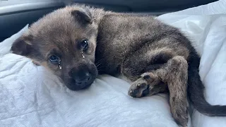 Dumped on the street, the puppy is turning in different directions, can not hold her head or stand!