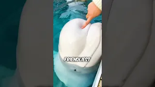 The Friendliest Whale #shorts #belugawhale