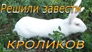 Выбор породы кроликов для домашнего хозяйства (видео 1)