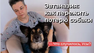 Что случилось, Усы? Эвтаназия: как пережить потерю собаки