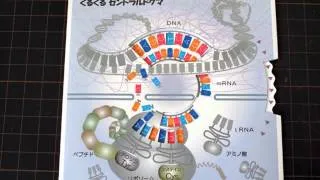 くるくるセントラルドグマ（Paper model of central dogma）