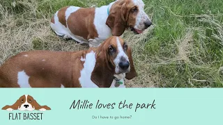 Basset hound refuses to leave the park