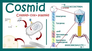 Cosmids | What are cosmid vectors? | What is the difference between plasmid and cosmid?