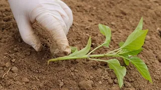 Why seedlings lie on the ground after transplanting - recognize the reasons