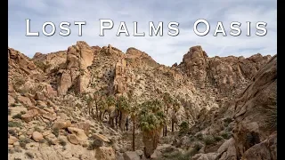 Lost Palms Oasis Hike in Joshua Tree National Park