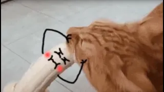 Real life doodles - Animals vs doodles funny compilation