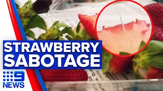 Interstate investigation into needles found in strawberries | 9 News Australia