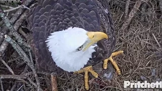 SWFL Eagles ~ First Food Item Delivered & Eaten on Nest 10.11.16