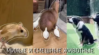 🐢 ПОДБОРКА милых и забавных ЖИВОТНЫХ ч. 1 🐢