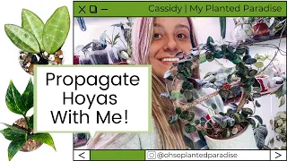Propagate Hoyas with Me! Hoya Propagating and Chatting!