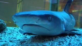 Акула белоперая рифовая. Whitetip reef shark.