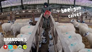 Sheep shed setup for lambing