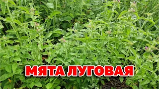 ТРАВА В  ЧАЙ УСПОКОИТЕЛЬНЫЙ ЧАЙ ЖЕЛУДОЧНЫЙ ЧАЙ ОТ БЕССОННИЦЫ ОТ КОЖАНОГО ЗУДА /МЯТА@natureMarusya