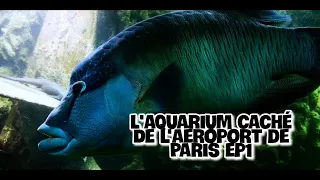 L' AQUARIUM CACHE DE L' AEROPORT DE PARIS ORLY ep1