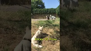 Хаски VS Козы, битва года 😂#shorts #собака #хаски #животные #козы