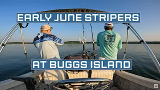 Early June Trolling for stripers @ Kerr Lake(Buggs Island)  #skunkoftackle #striperfishing