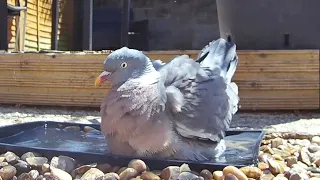 Wood pigeons LOVE a nice long soak in the bath followed by a bit of preening 🥰