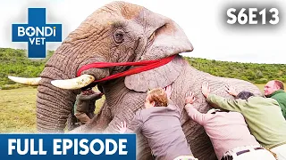 Treating an Enormous Elephant in South Africa 🐘 | Bondi Vet Season 6 Ep13 | Bondi Vet Full Episodes