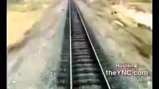 Train hits cows