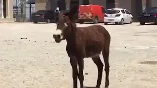 Donkey real life sound