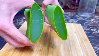 Fertilizante de aloe vera (sábila) para orquídeas y otras plantas del hogar! ❤️💐