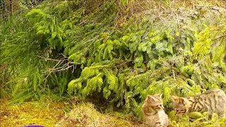 Wildcat Kittens at the Highland Titles Nature Reserve